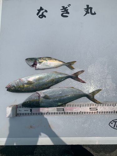ハマチの釣果