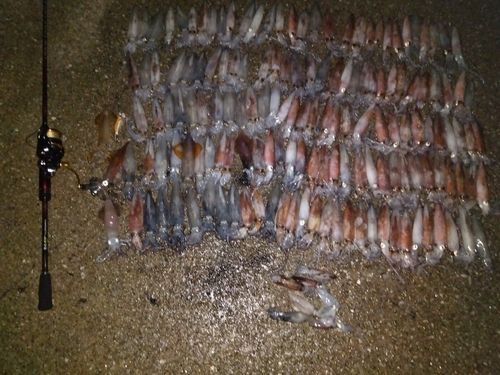 ジンドウイカの釣果