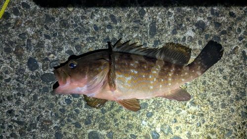 キジハタの釣果