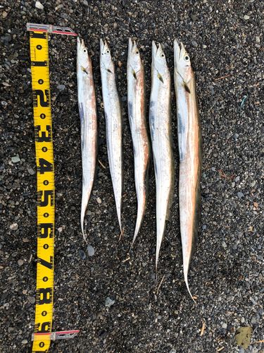 タチウオの釣果