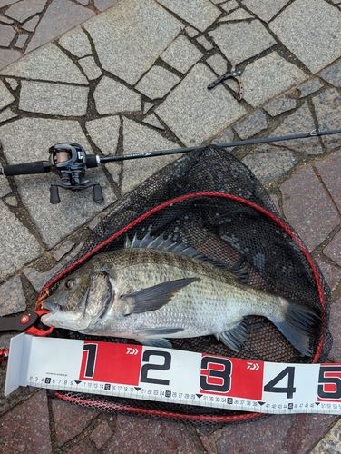 クロダイの釣果