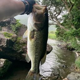 ラージマウスバス