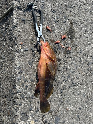 キジハタの釣果