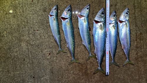 マサバの釣果