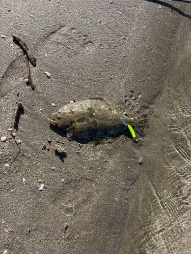 ソゲの釣果