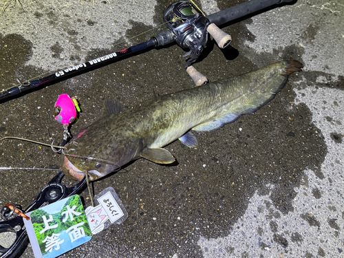 ナマズの釣果