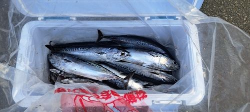 ソウダガツオの釣果