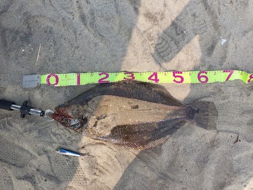 ヒラメの釣果