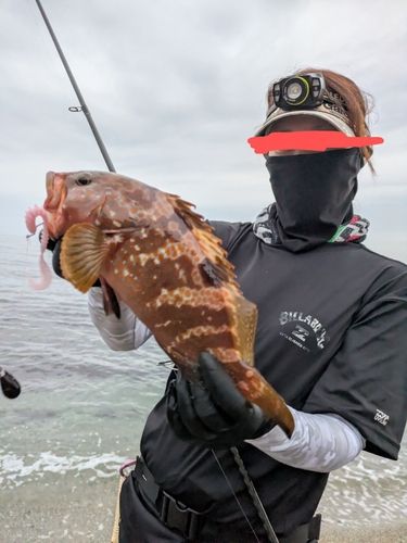 キジハタの釣果