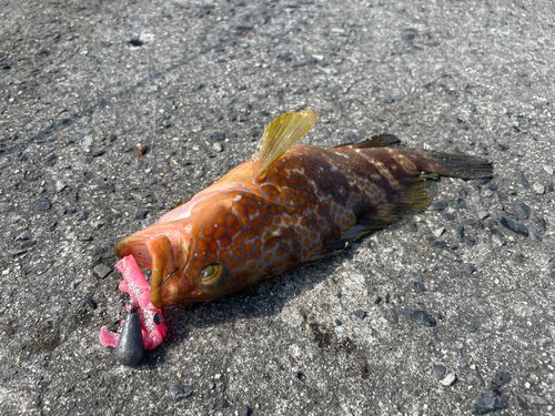 キジハタの釣果