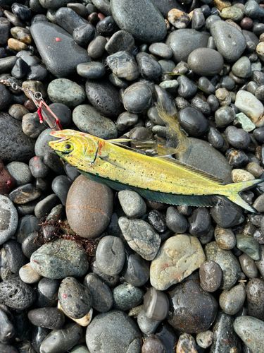 シイラの釣果