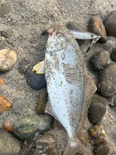 ショゴの釣果