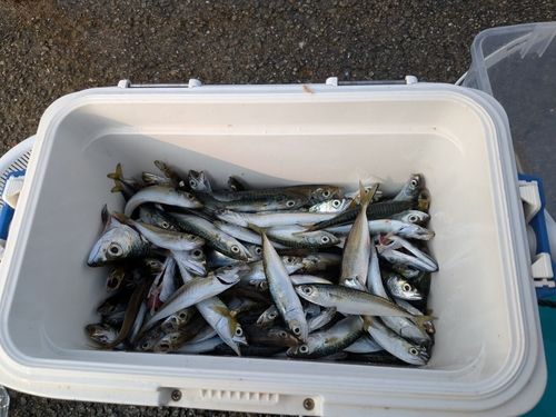 サバの釣果