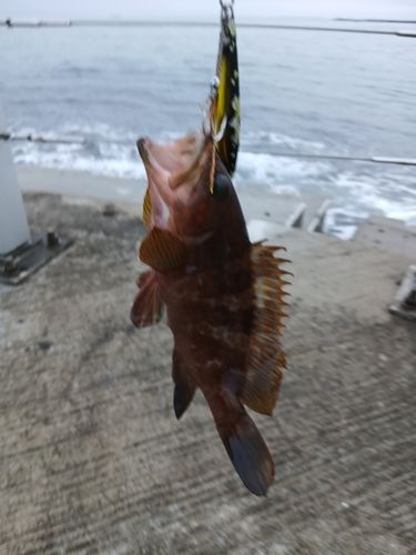 キジハタの釣果