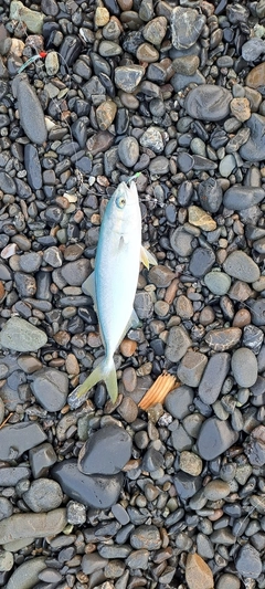 ワカシの釣果