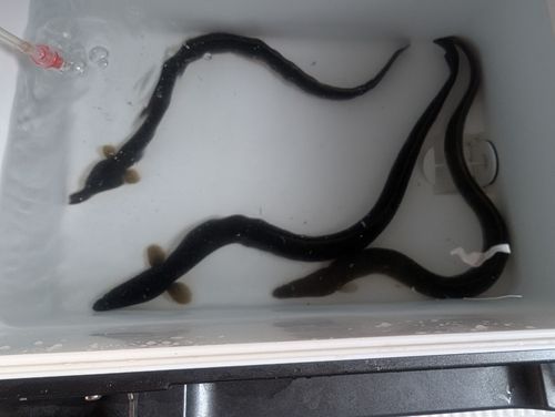 ウナギ