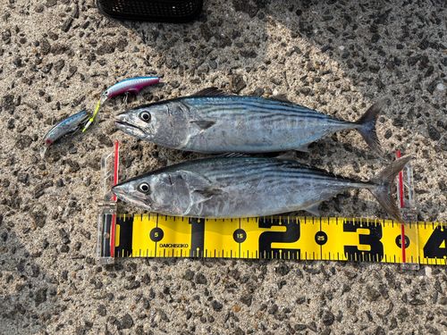 ハガツオの釣果