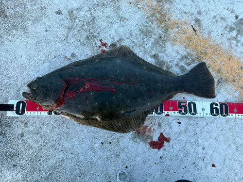 ヒラメの釣果