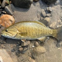 スモールマウスバス