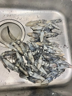 チイチイイカの釣果