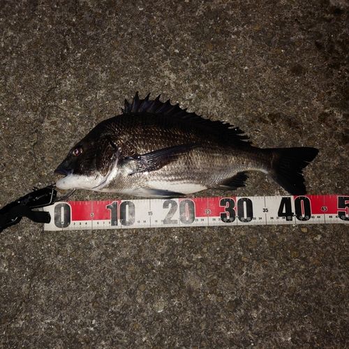 チヌの釣果