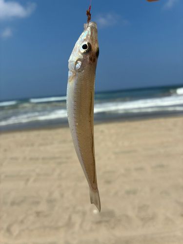 キスの釣果