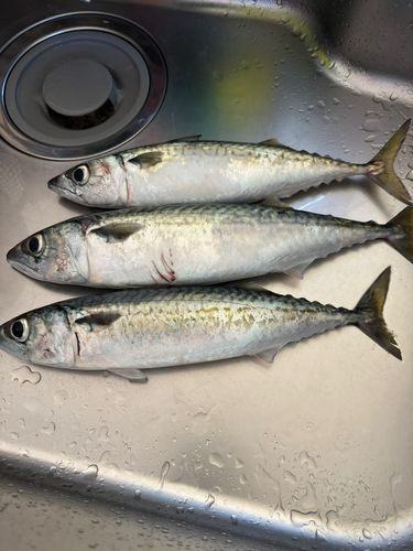 サバの釣果