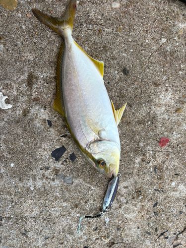 ネリゴの釣果