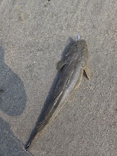 マゴチの釣果