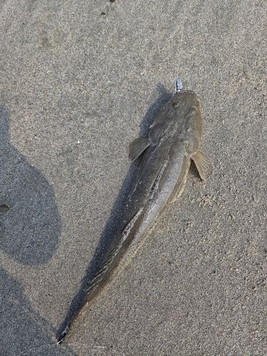 マゴチの釣果