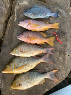 シブダイの釣果