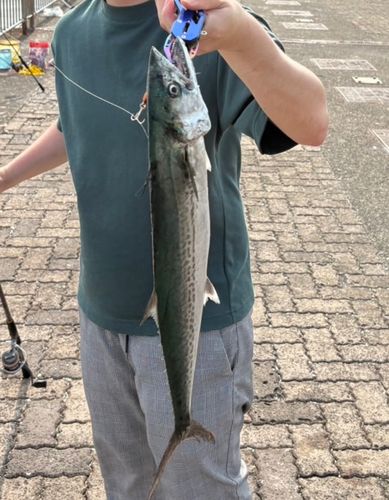 サゴシの釣果
