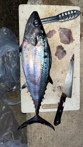 イソマグロの釣果