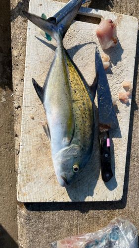 カスミアジの釣果