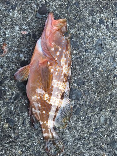 キジハタの釣果