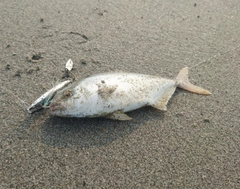 ショゴの釣果