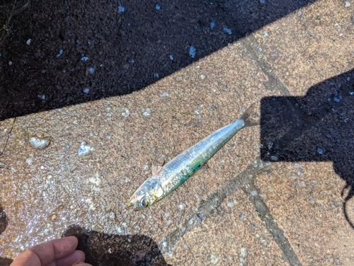 イワシの釣果