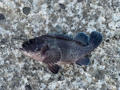 マゾイの釣果