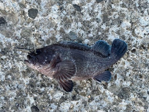 マゾイの釣果