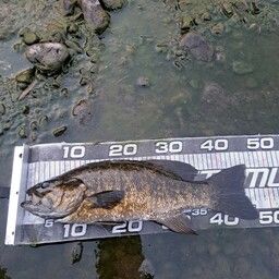 スモールマウスバス