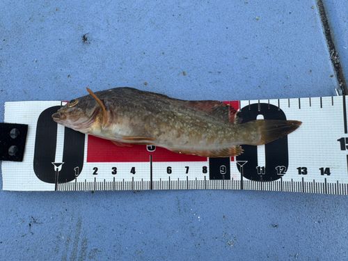 スジアイナメの釣果