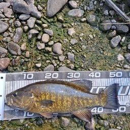 スモールマウスバス