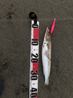カマスの釣果