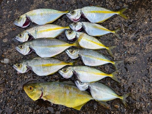 シマアジの釣果