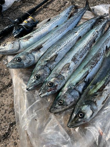 サゴシの釣果