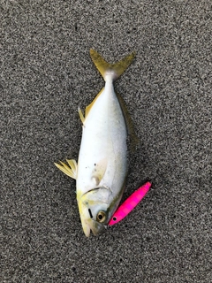 ショゴの釣果