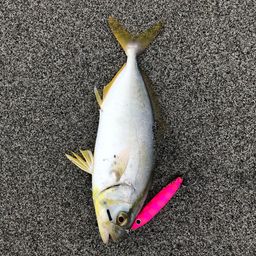 ショゴ