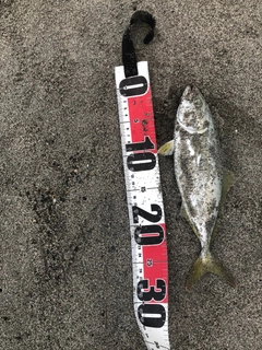 ワカシの釣果