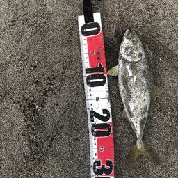 ワカシ