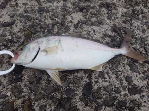 ネリゴの釣果